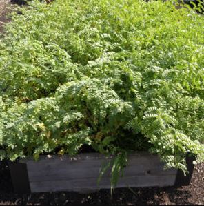  Chickpeas growing in a 3 foot by 6 foot cedar raised garden bed