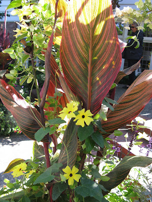 canna lilies.JPG