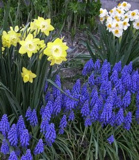 Critter-Proofing Fall Bulbs.jpg