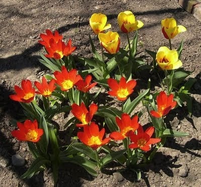 Critter-Proofing Fall Bulbs.jpg