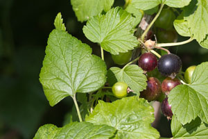 Easy-Care Fruits - Currants.jpg