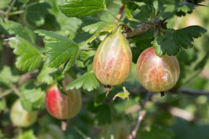 Easy-Care Fruits - Gooseberries.jpg