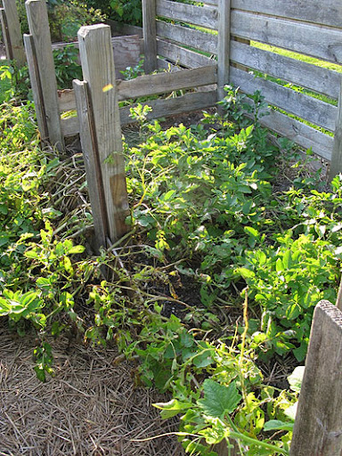 harvest potatoes.jpg