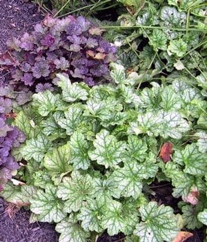 Heucheras.jpg