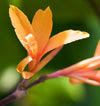 Intrigue Canna Lily.jpg