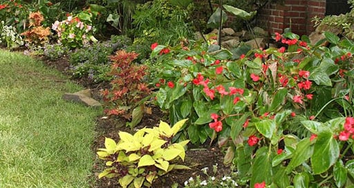 Red-flowered angel wing begonias.jpg