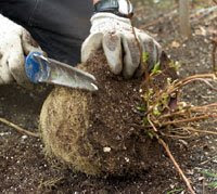 Root-pruning-hydrangea-2.jpg