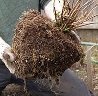 Root-pruning-hydrangea-4.jpg