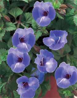 Torenia.jpg