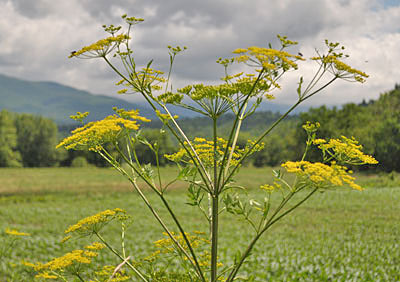 Wild Parsnip poison plant.jpg