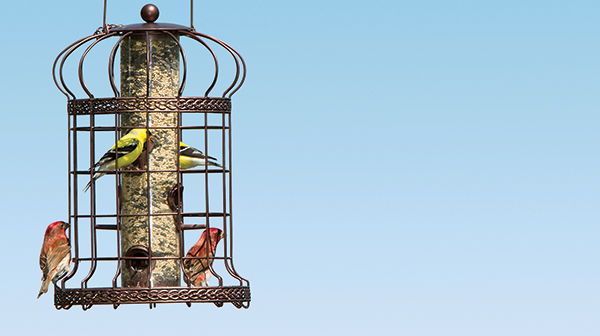 Tube-style birdfeeder hanging from a tree