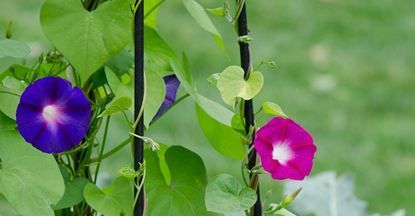 Morning glories growing on a trellis