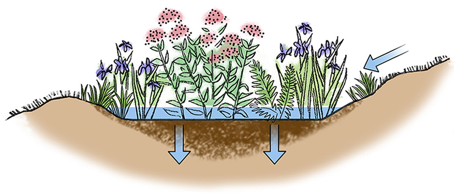 rain garden illustration