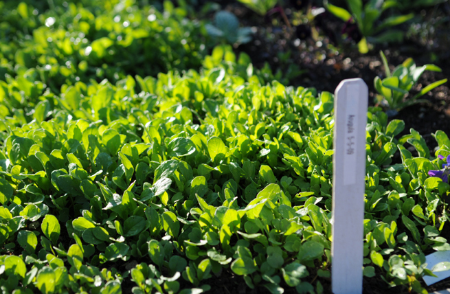 Arugula in raised bed