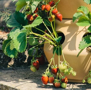 Strawberries growing in a jar