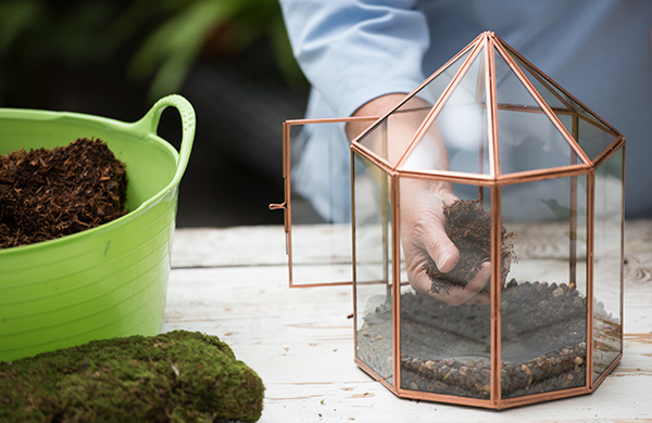 Adding moistened coir to the terrarium