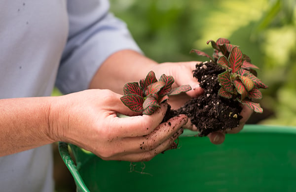 Dividing plants before planting them