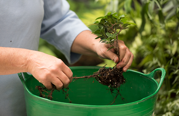 Preparing plants for the terrarium