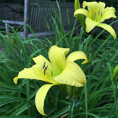 Hyperion daylily