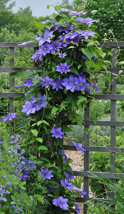 Clematis vine growing up a trellis