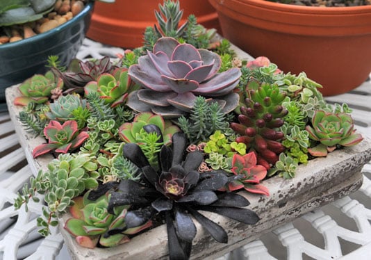 Succulent planter