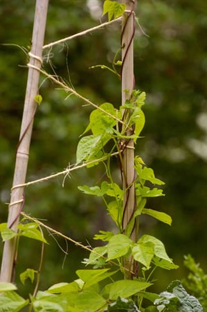 pole bean