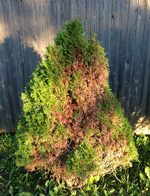 shrub damaged from winter weather