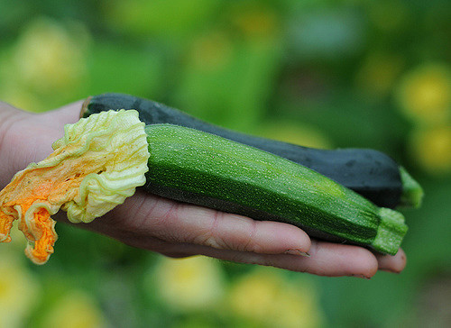 Zucchini