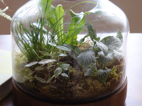 miscellaneous terrarium plants 