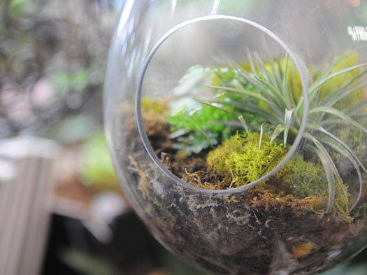 terrarium featuring an air plant