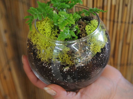 miniature terrarium