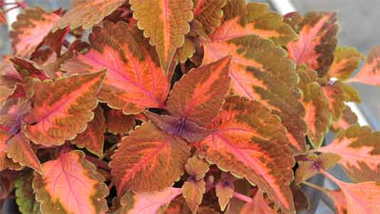 sunsetboulevard coleus