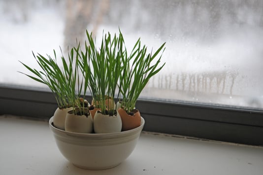 Centerpiece made of wheatgrass growing in eggshells