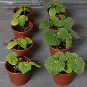 Cucumber seedlings