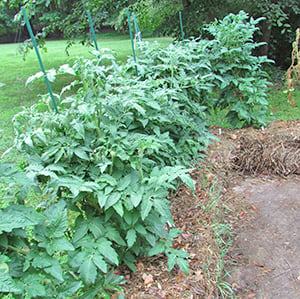 Tomatoes growing in straw bales