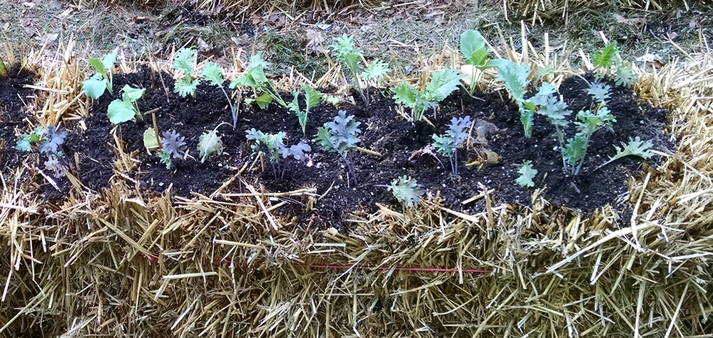 Kale and collards