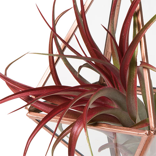 mesic air plant