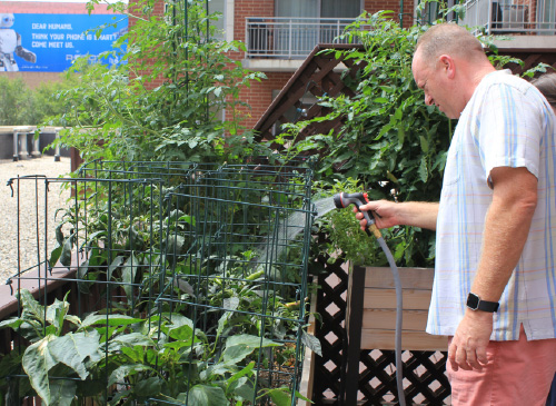 Jerry waters his Chicago garden