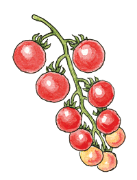 cherry tomato