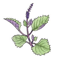 Shiso