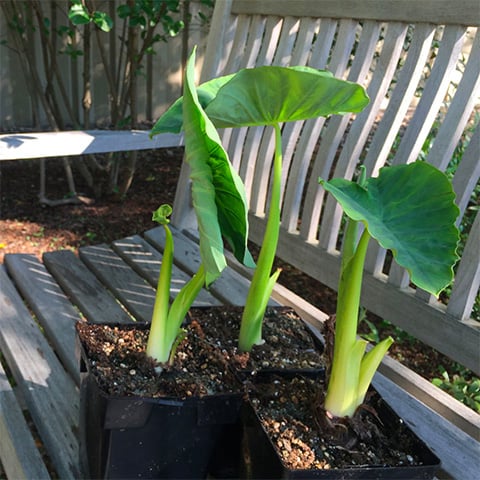 colocasia