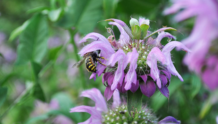 bergamot and hoverfly