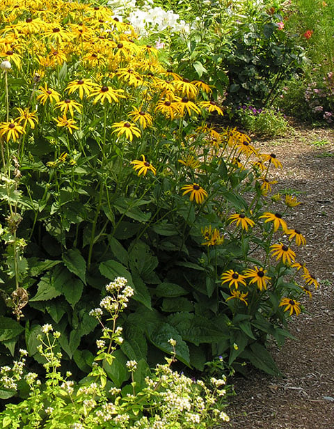 black-eyed Susans