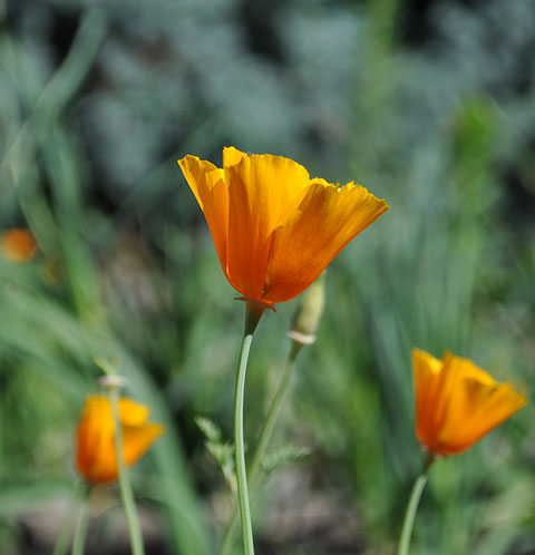 California poppy