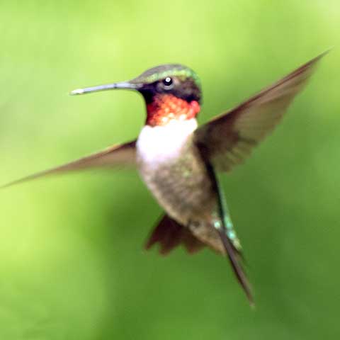 hummingbird