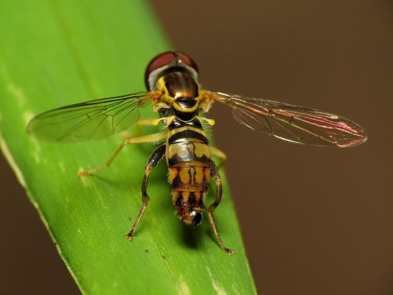 Syrphid fly