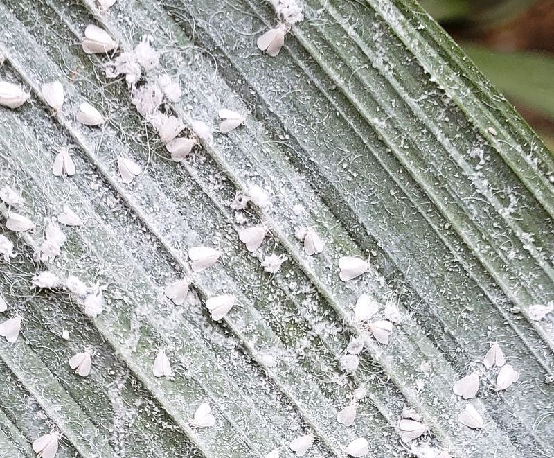 giant whitefly infestation 