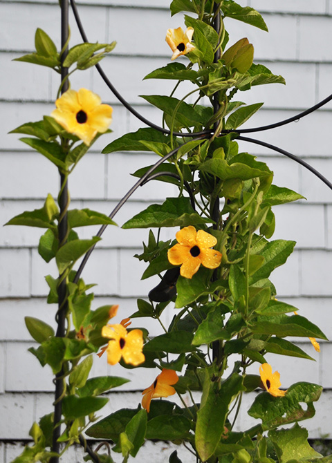 Thunbergia