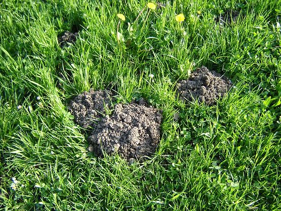 mole hills in the lawn 