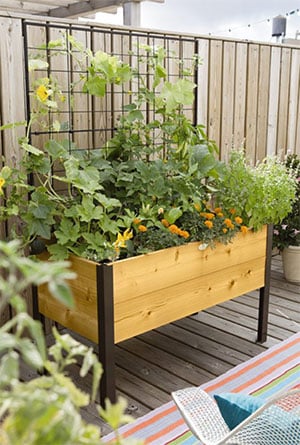 Cedar Planter Box with Trellis